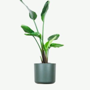 plants-ecommerce-product-featured-img-4 plants ecommerce product featured img 4